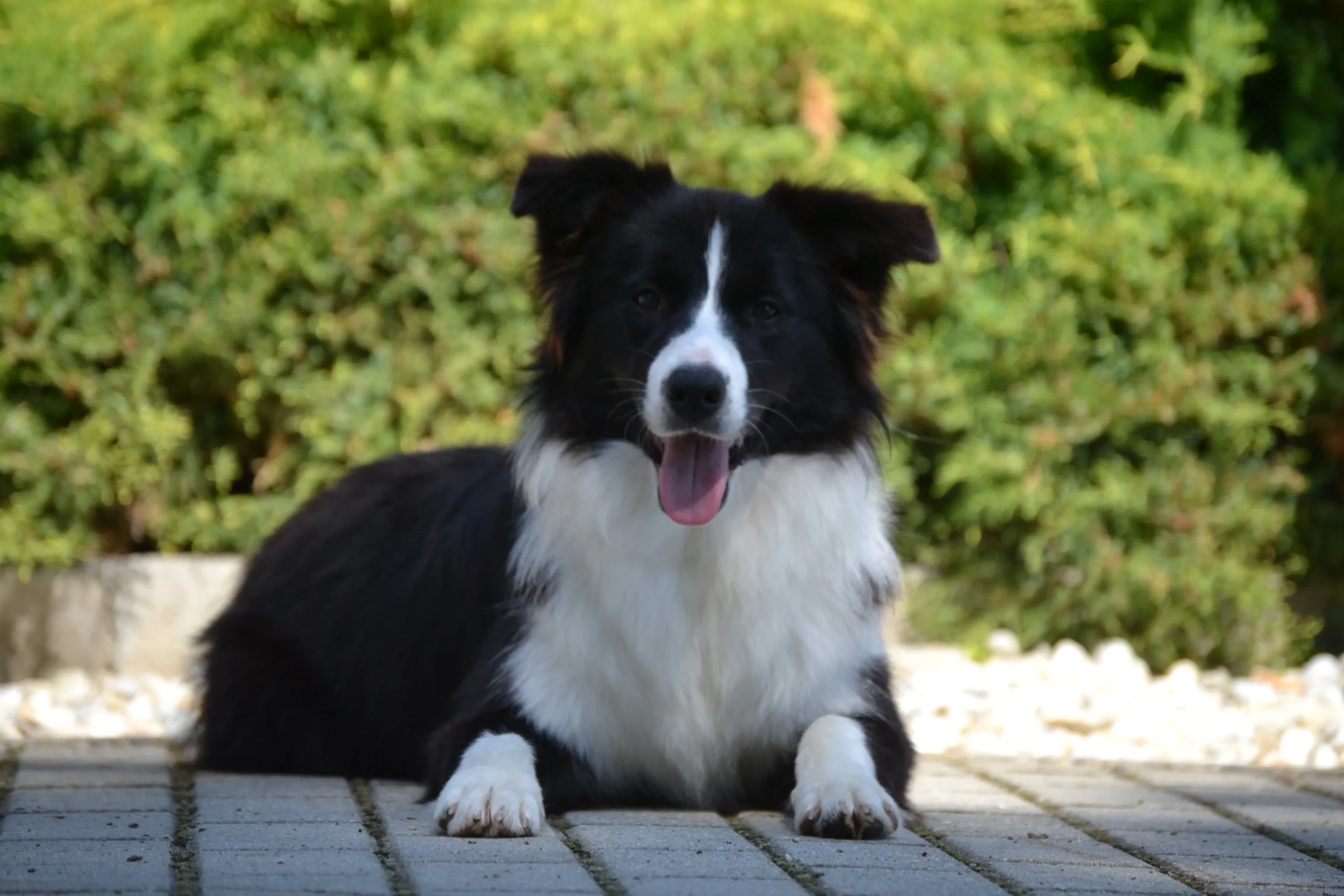 Gyönyörű felnőtt Border Collie kutya