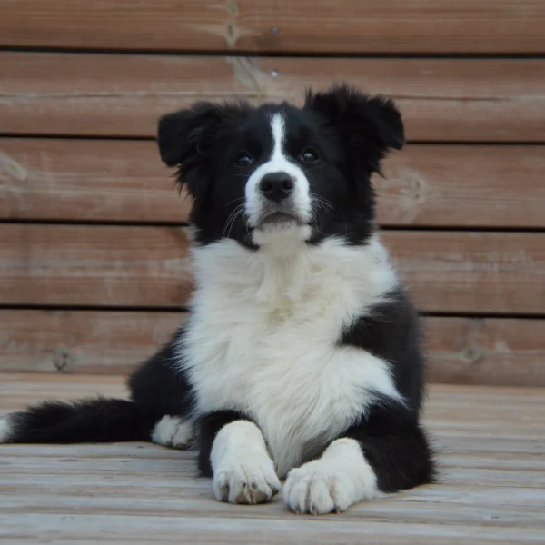 Kölyök Border Collie kutya