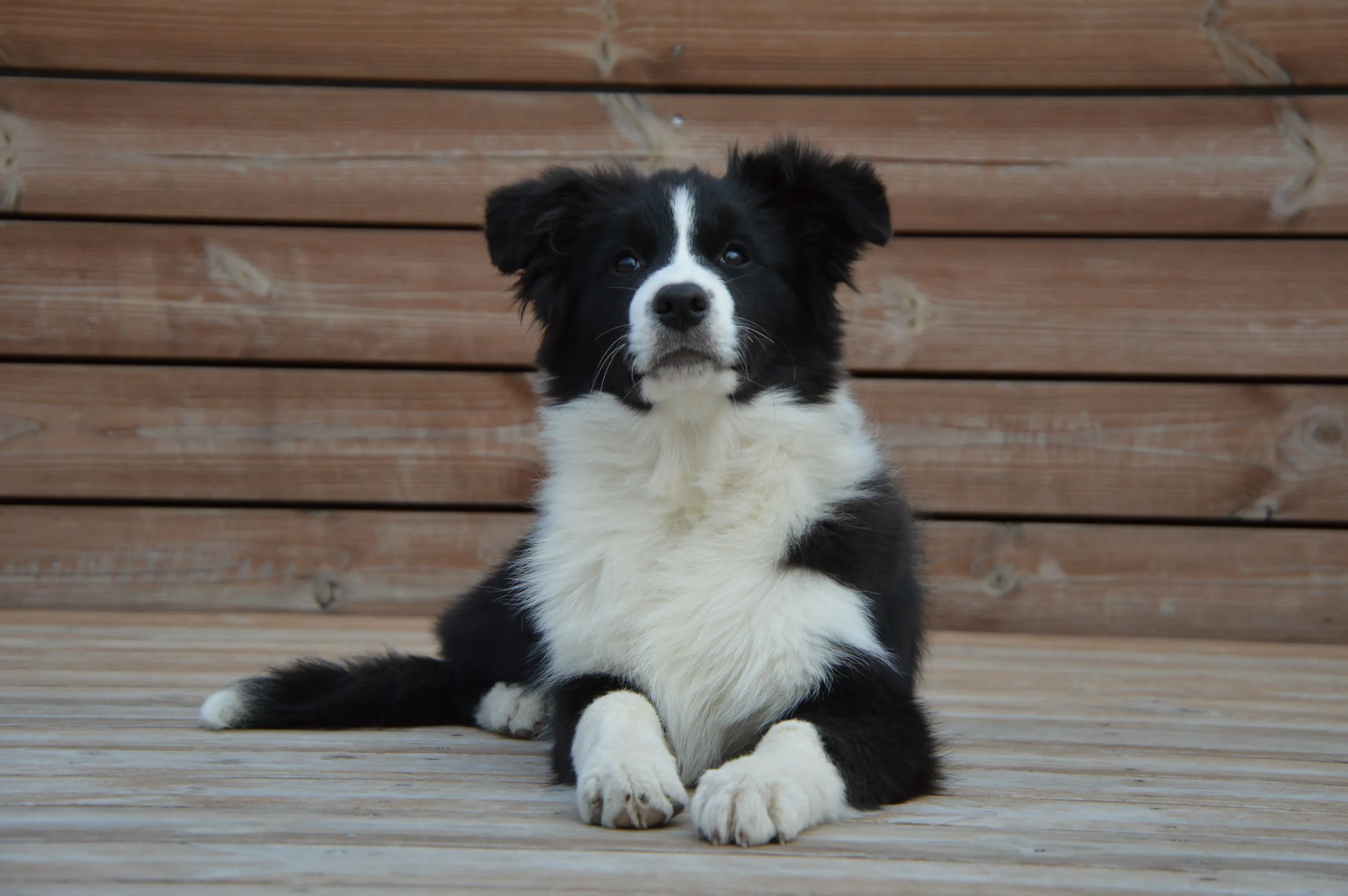 Kölyök Border Collie kutya