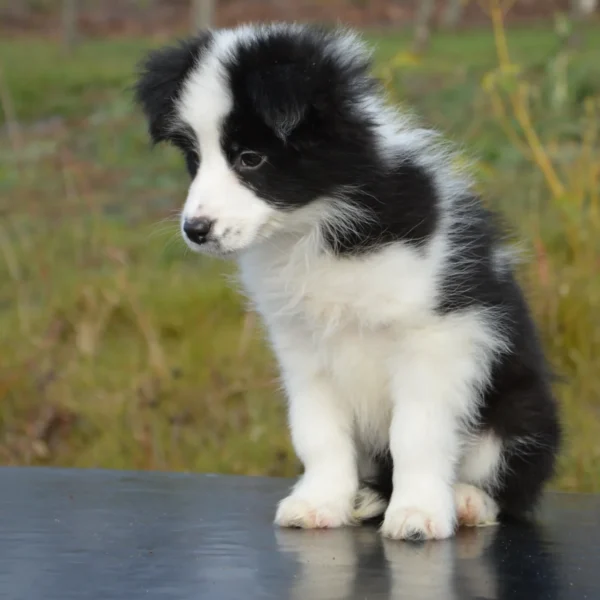 border collie puppy