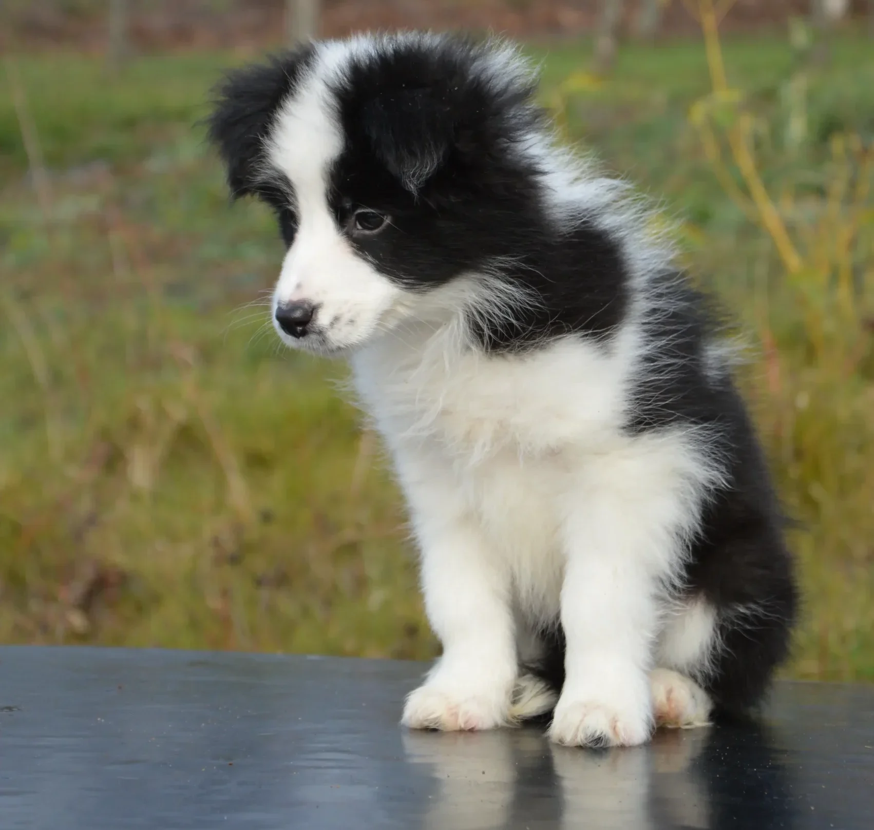 border collie puppy