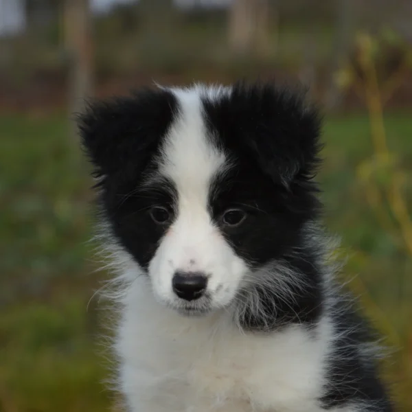 Kölyök Border Collie kutya