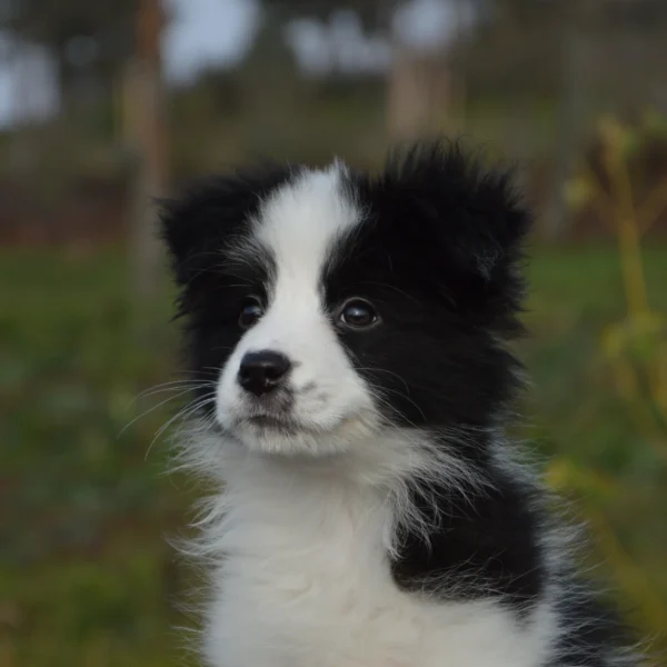 Kölyök Border Collie kutya