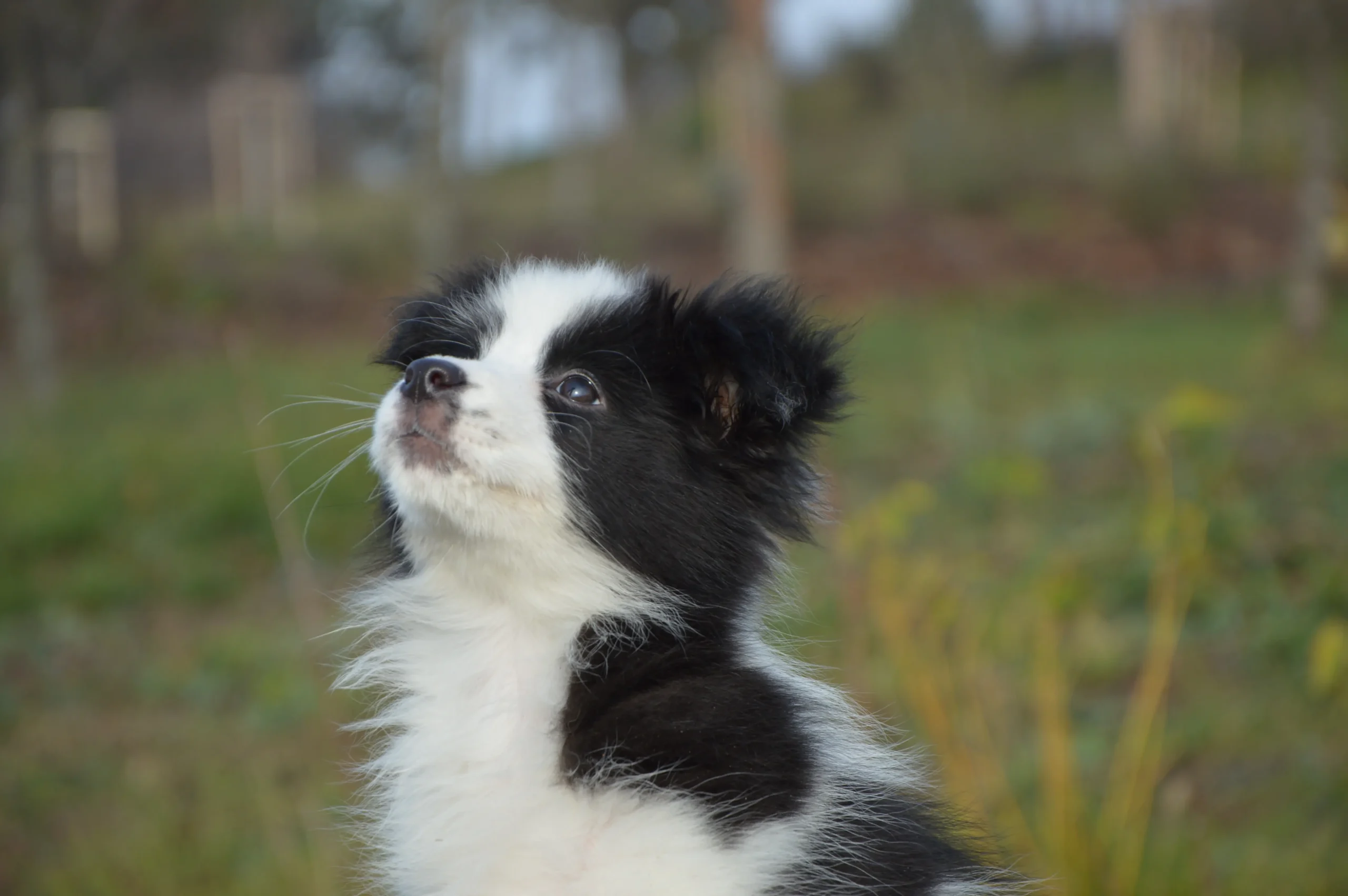 Kölyök border collie kutya