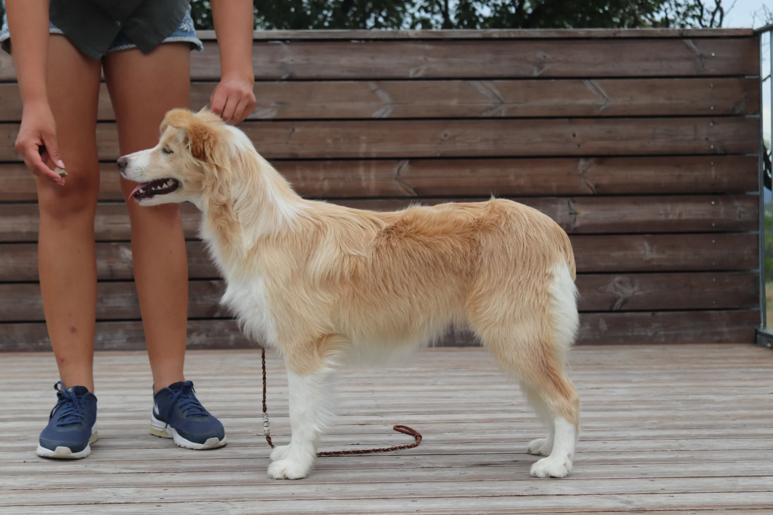 Barna Border Collie kutya