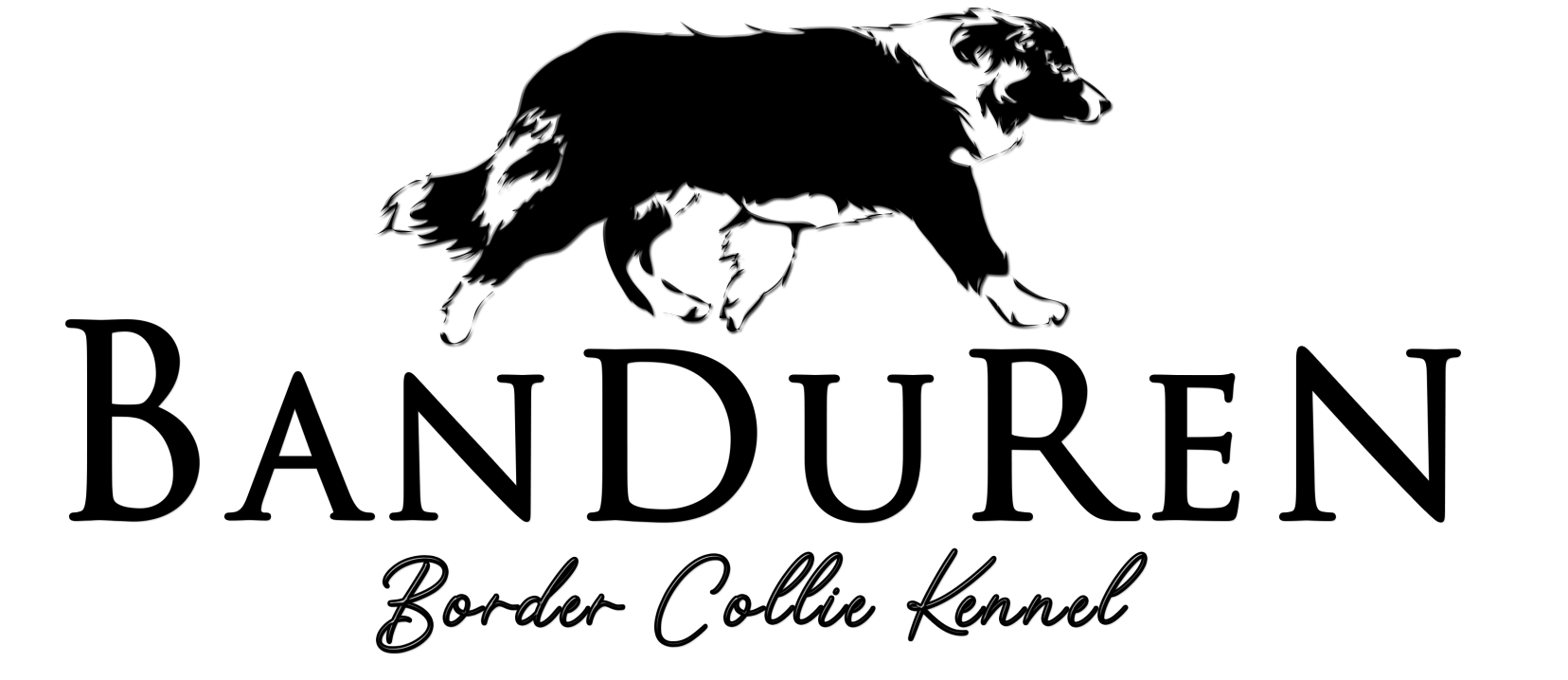Banduren Border Collie Kennel